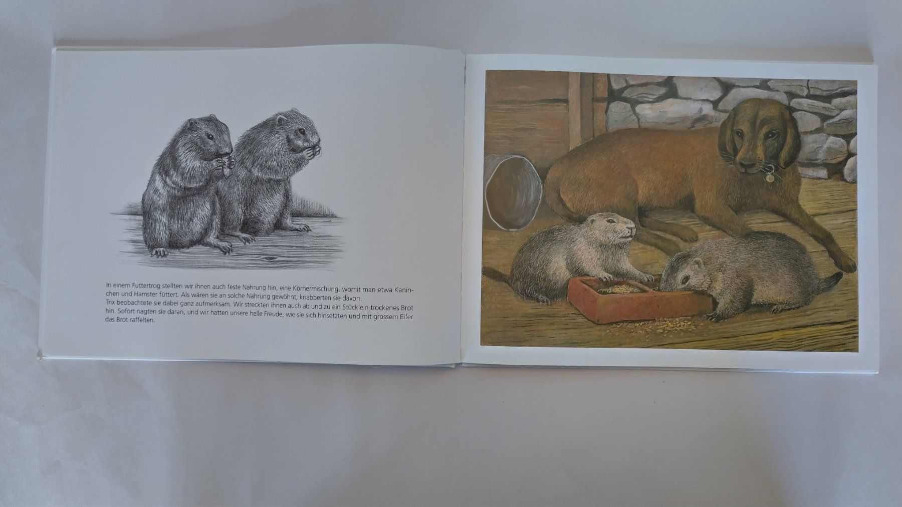 Libri: Peter Bergmann - Meine Murmeltier - Kinder / Bilderbuch – Usato da Bellach venduto da JingleJerry 4