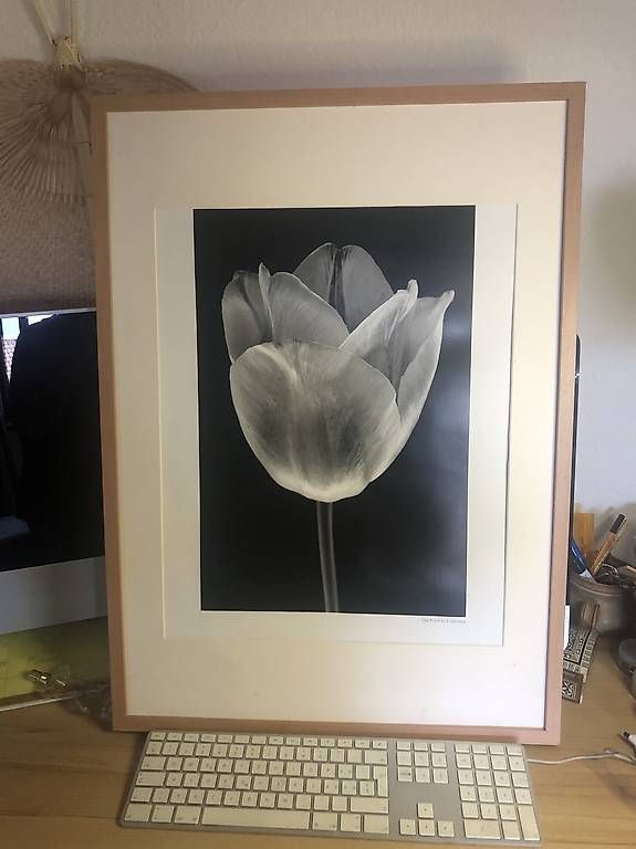 Poster & Bilder: Tableau pour salon tulipe noire  – Gebraucht aus Le Vaud von mla_88hm 1