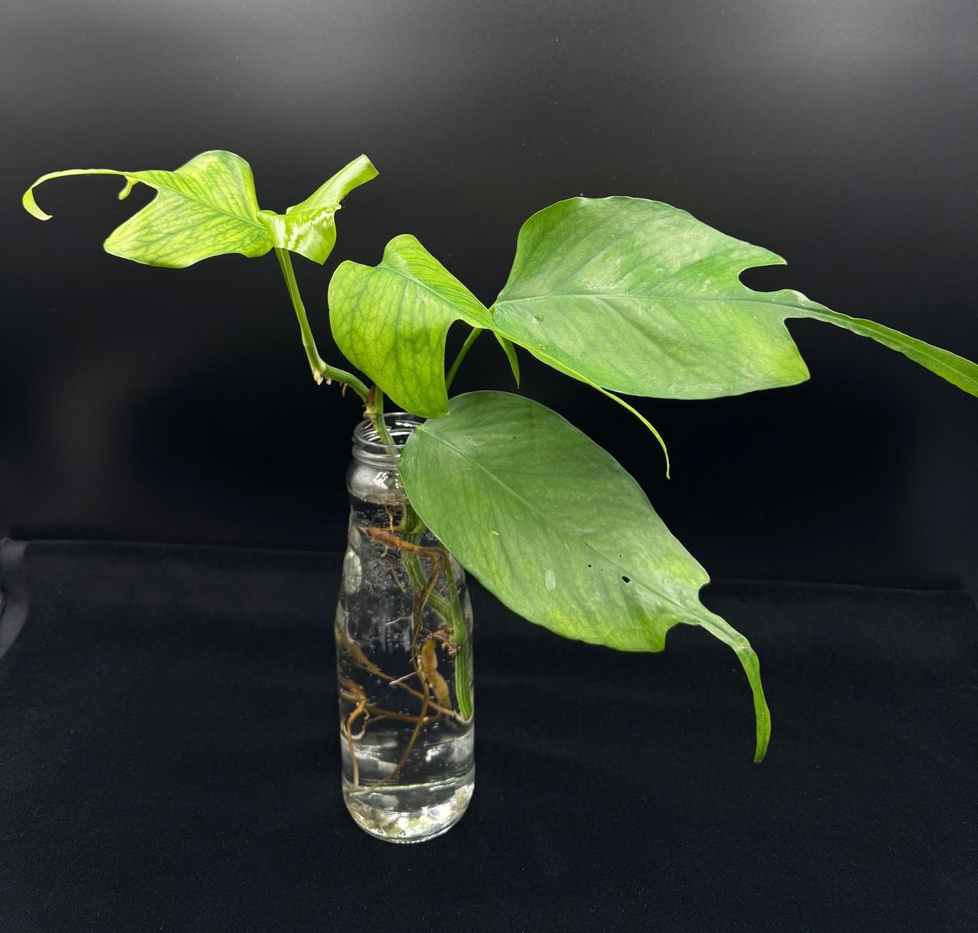 Plantes & graines: Epipremnum pinnatum 'Skeleton Key' - Kopfsteckling – Neuf (Voir description) à Bühler par googelibear 3