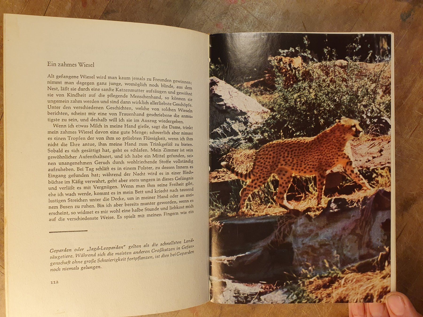 Libri: Brehms schönste Tiergeschichten – Usato da Zürich venduto da loosebone 7