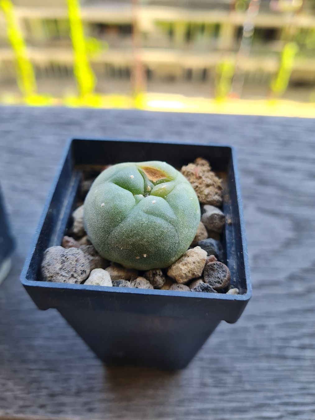 Piante & sementi: Lophophora Diffusa Panaschiert – Usato da Basel venduto da fra_h7bq 1