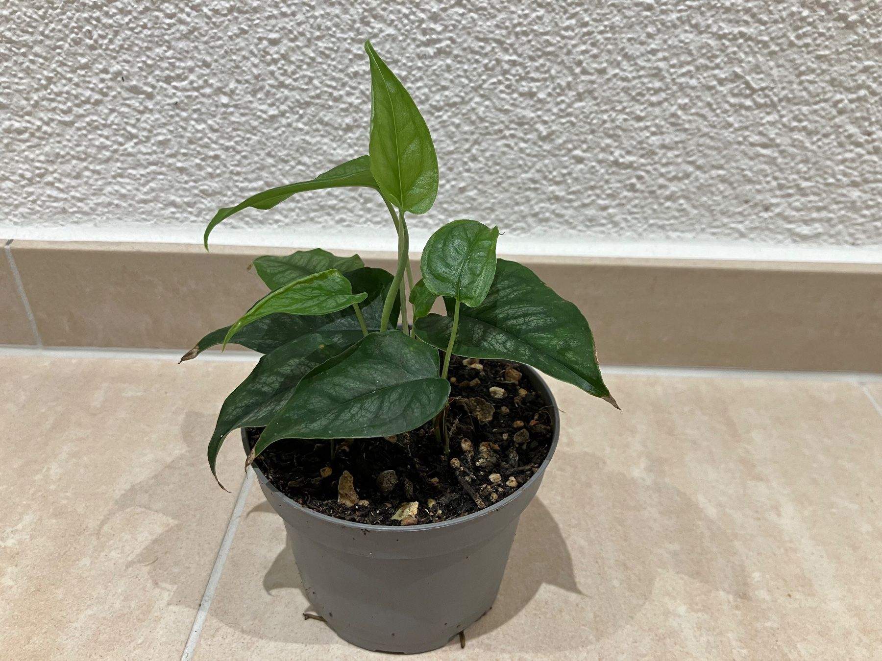 Piante & sementi: Monstera siltepecana Jungpflanze – Nuovo (secondo la descrizione) da Horw venduto da Rockfish 2