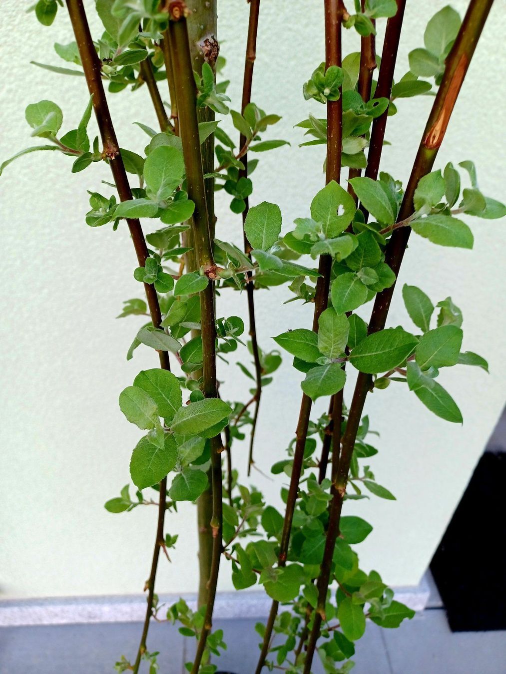 Piante & sementi: 50 cm Hängeweide SALIX CAPREA KILMANROCK – Nuovo e nell'imballaggio originale da Rovio venduto da POSITIFFARTandPLANTS 4