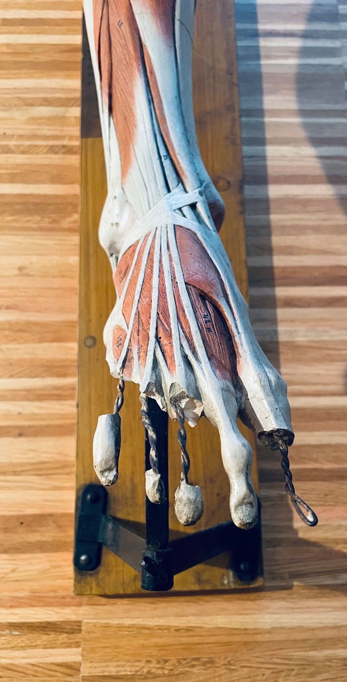 Kit di modellismo & Modellini statici: Anatomisches Modell – Usato da Schaffhausen venduto da nor_jfc5 1