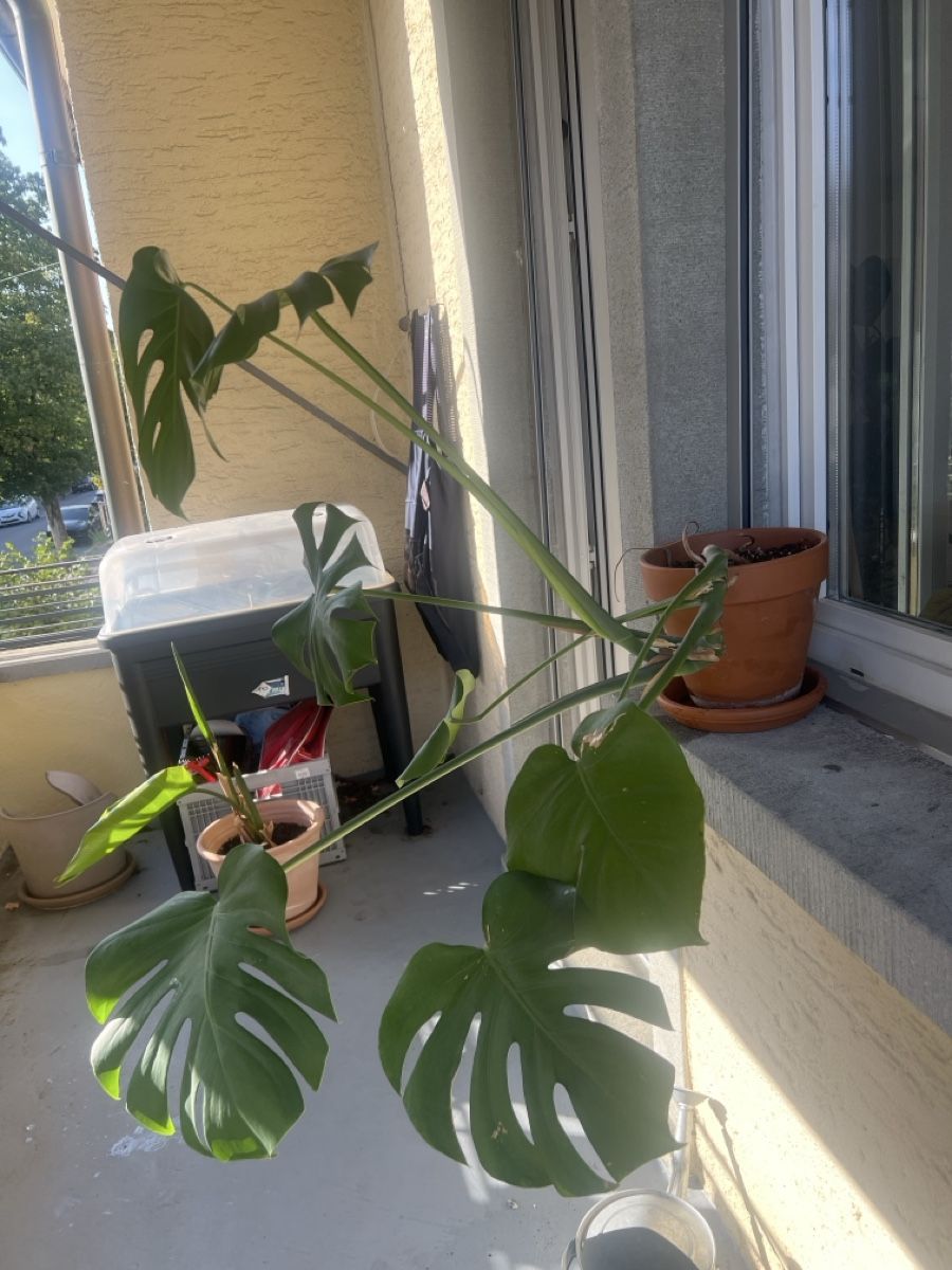 Pflanzen & Samen: Monstera im Tontopf – Gebraucht aus Zürich von mdeven_14171170