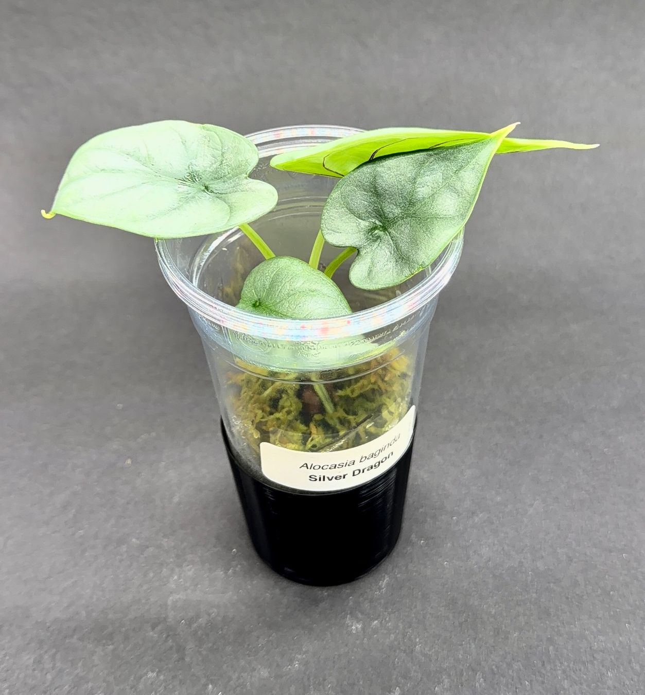Piante & sementi: 🌿 Alocasia 'Silver Dragon' #2 – Usato da Zürich venduto da jpquast 1