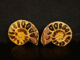Versteinerter Fisch Fossil AMMONIT CEONICERAS MADAGASKAR