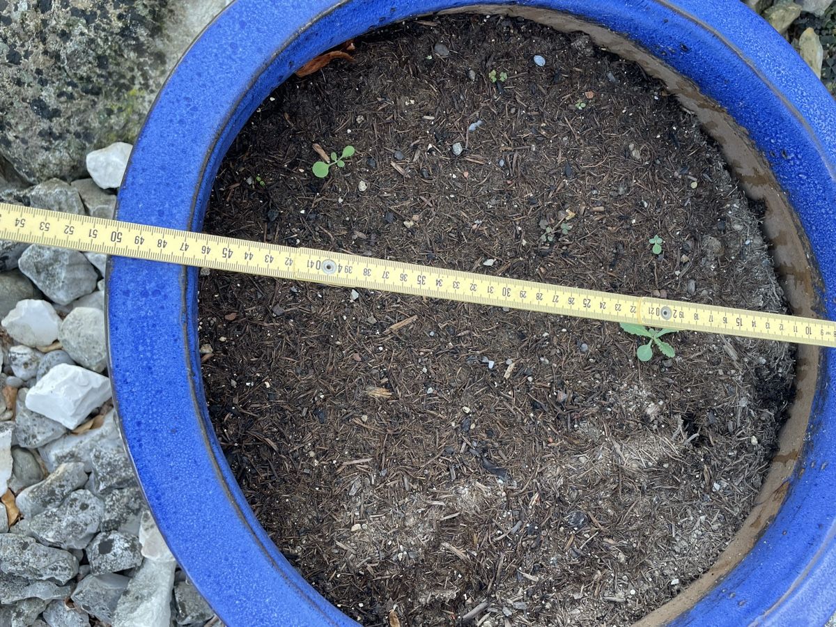 Vasi per fiori: Grosser Blumentopf blau – Usato da Kölliken venduto da Michi180 1