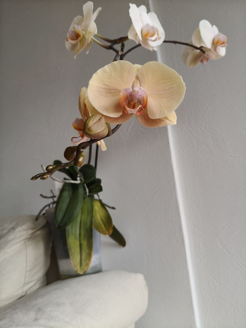 Piante & sementi: Phalaenopsis Lady Marmelade – Usato da Chamoson venduto da Yuriyaa 1