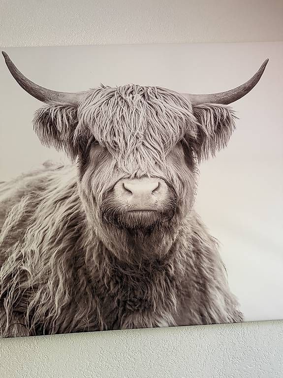 Poster & Bilder: Tableau sur toile Scottish Higland Cattle – Gebraucht aus Botyre (Ayent) von Claude-EvelyneS 1