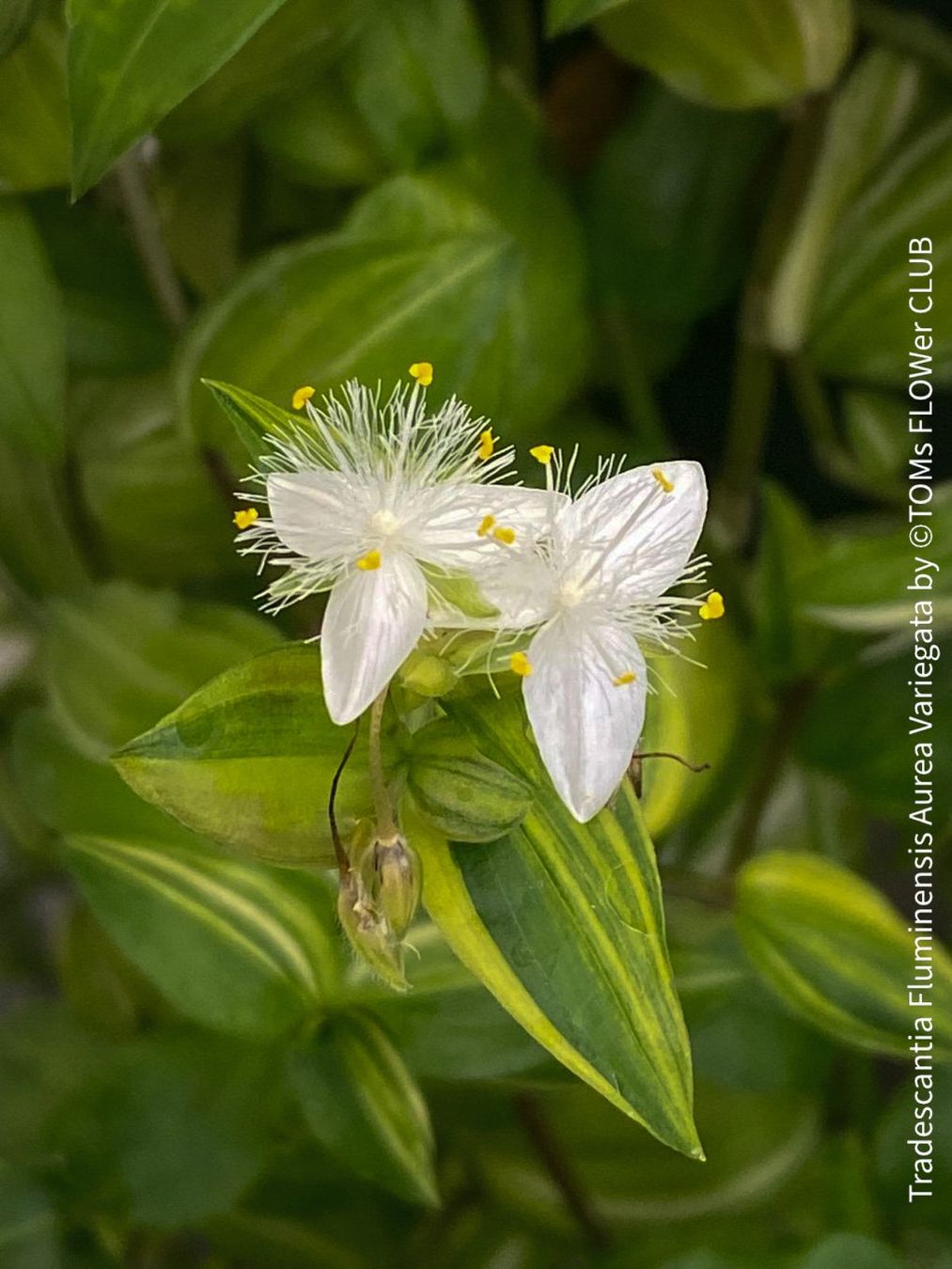 Piante & sementi: Tradescantia Fluminensis Aurea Variegata - 1Blickfang – Nuovo e nell'imballaggio originale da Adliswil venduto da MarkyForest 1