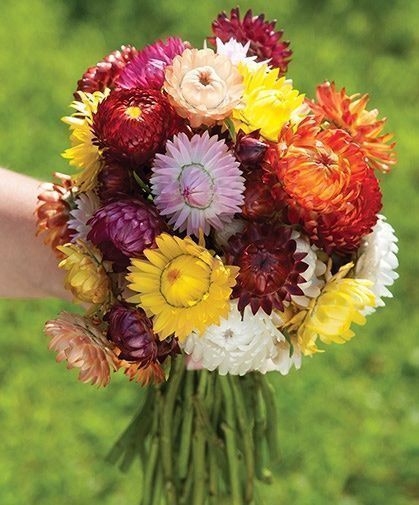 Pflanzen & Samen: 500 Samen Strohblume SWISS GIANT MIX – Neu (gemäss Beschreibung) aus Ehrendingen von VerveinaSamen 3