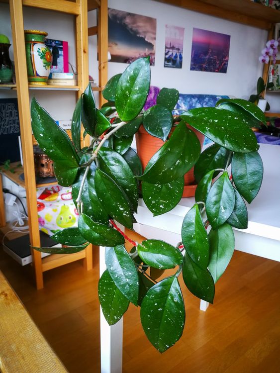 Hoya Wachsblume (Hoya Carnosa) Kaufen auf Ricardo