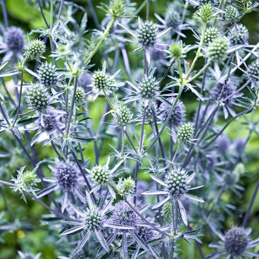 Piante & sementi: 100 Samen Blaukappe Eryngium Planum – Nuovo (secondo la descrizione) da Ehrendingen venduto da VerveinaSamen 4