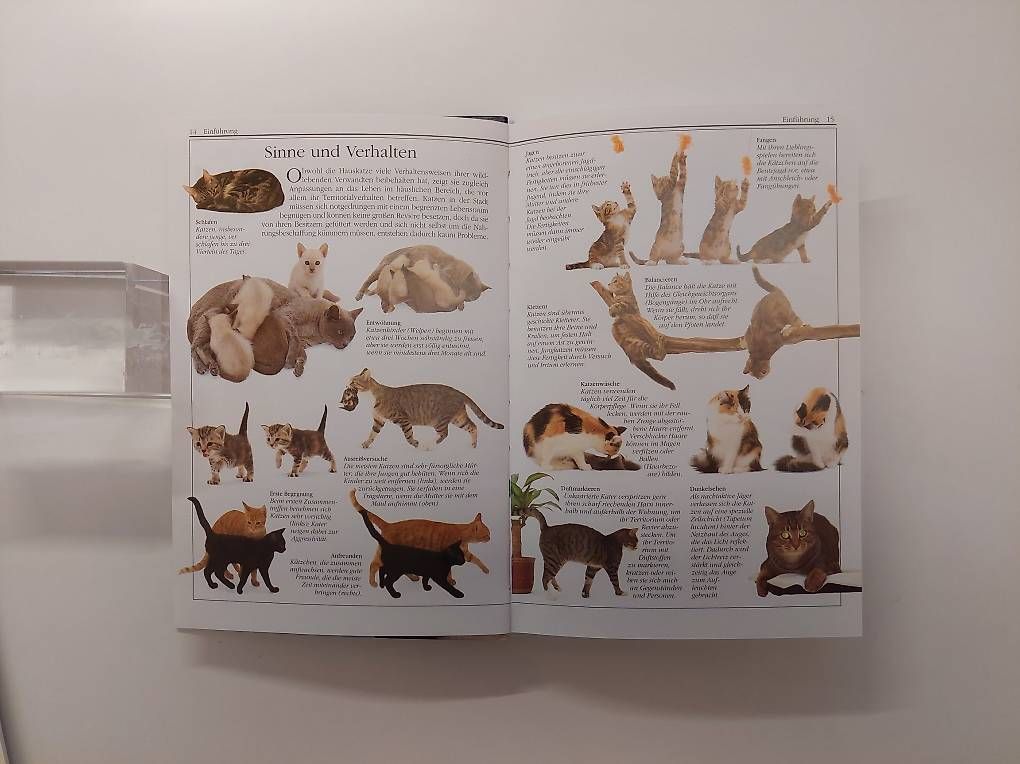 Livres: Katzen – D'occasion à Balm b. Günsberg par rob_smj8 3