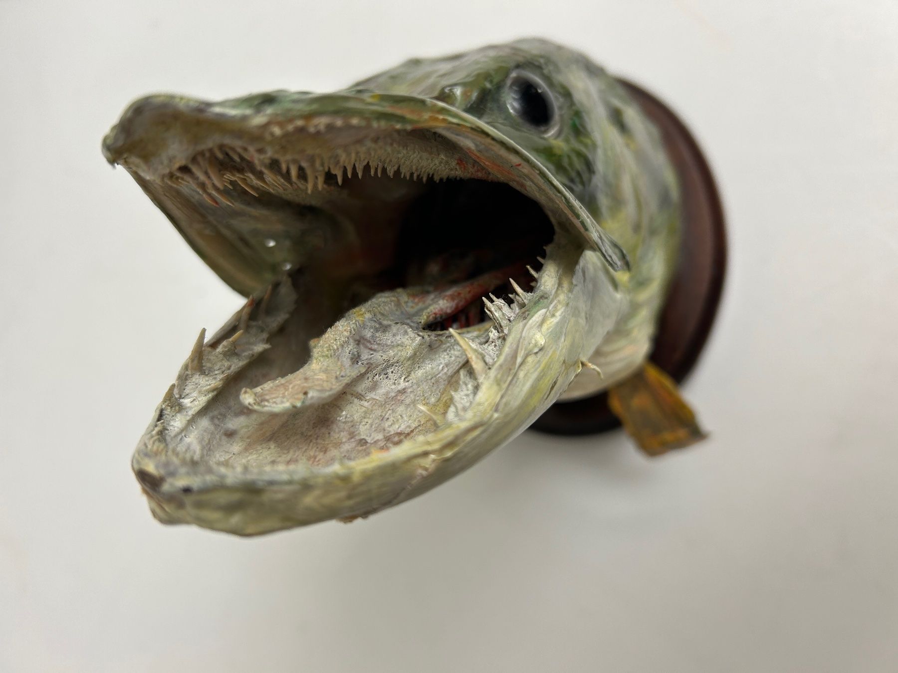 Altre raccolte & rarità: Fisch gross Hecht Trophäe / Sept 1971 – Usato da Rheineck venduto da emma.gut 1