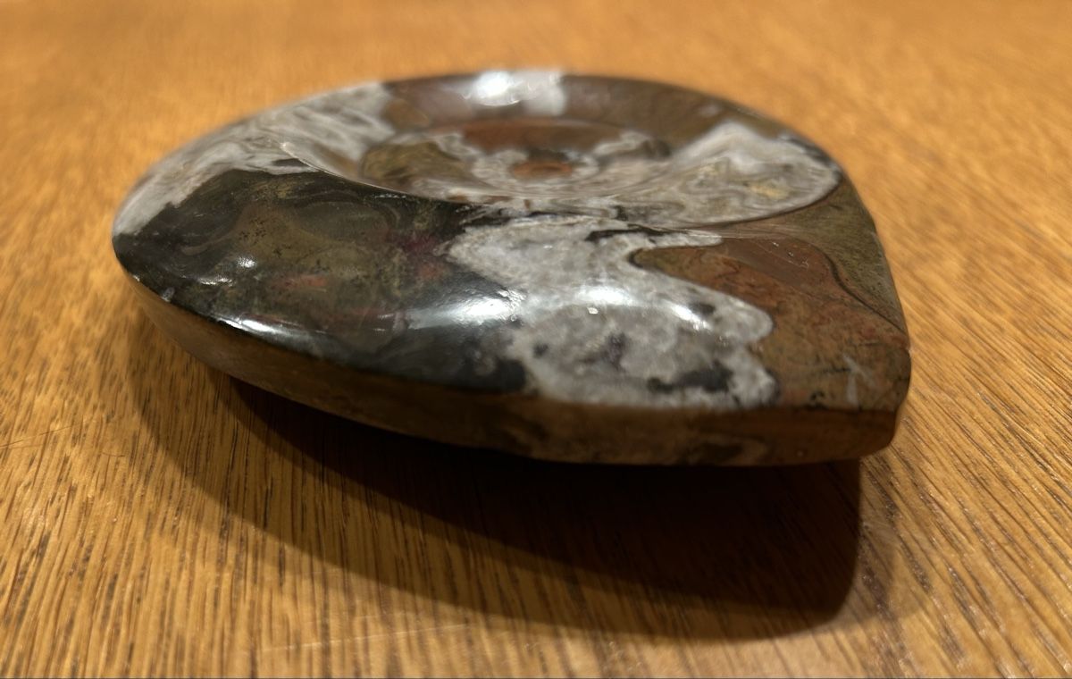 Fossili: Ammonit Fossil – Usato da Lengnau AG venduto da m5f1r9 2