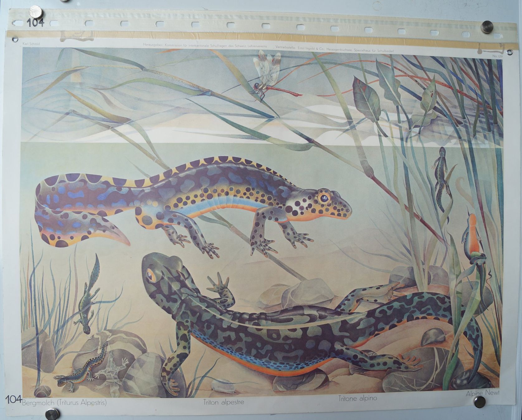 Poster & Bilder: Bergmolch (Triturus alpestris) Tritone alpine Poster – Gebraucht aus Härkingen von sammelbecken 1