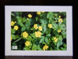 MIGROS MANIA Nature Detectives Nr. 58
