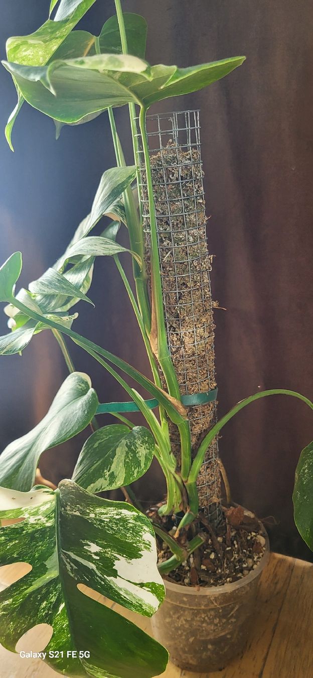 Pflanzen & Samen: Monstera variegata – Gebraucht aus Wald ZH von Vibes79 1