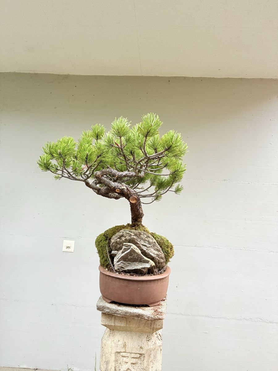 Piante & sementi: Pinus auf Stein in exklusiver Schale – Nuovo (secondo la descrizione) da Gossau SG venduto da SolitariusBotanica 2