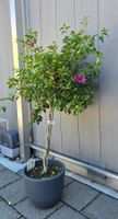 Wunderschöne Bougainvillea