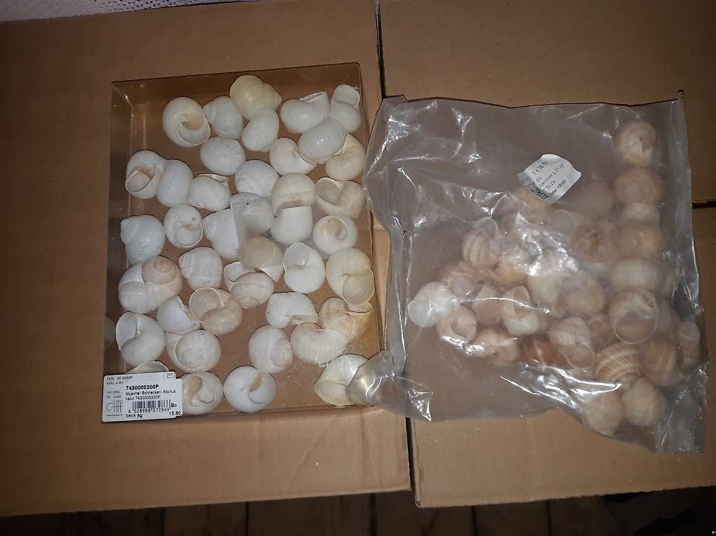 Tutte le decorazioni: Schnecken Dekoration – Nuovo (secondo la descrizione) da Studen SZ venduto da Kbybrig
