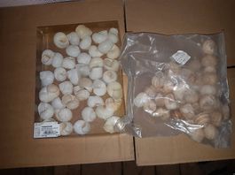 Schnecken Dekoration