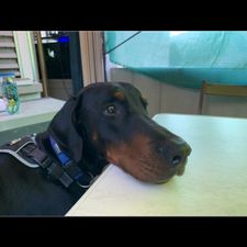 Profile image of Hundegonzo10