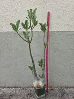 Adenium arabicum Hybride / Wüstenrose siamesischer Zwillig