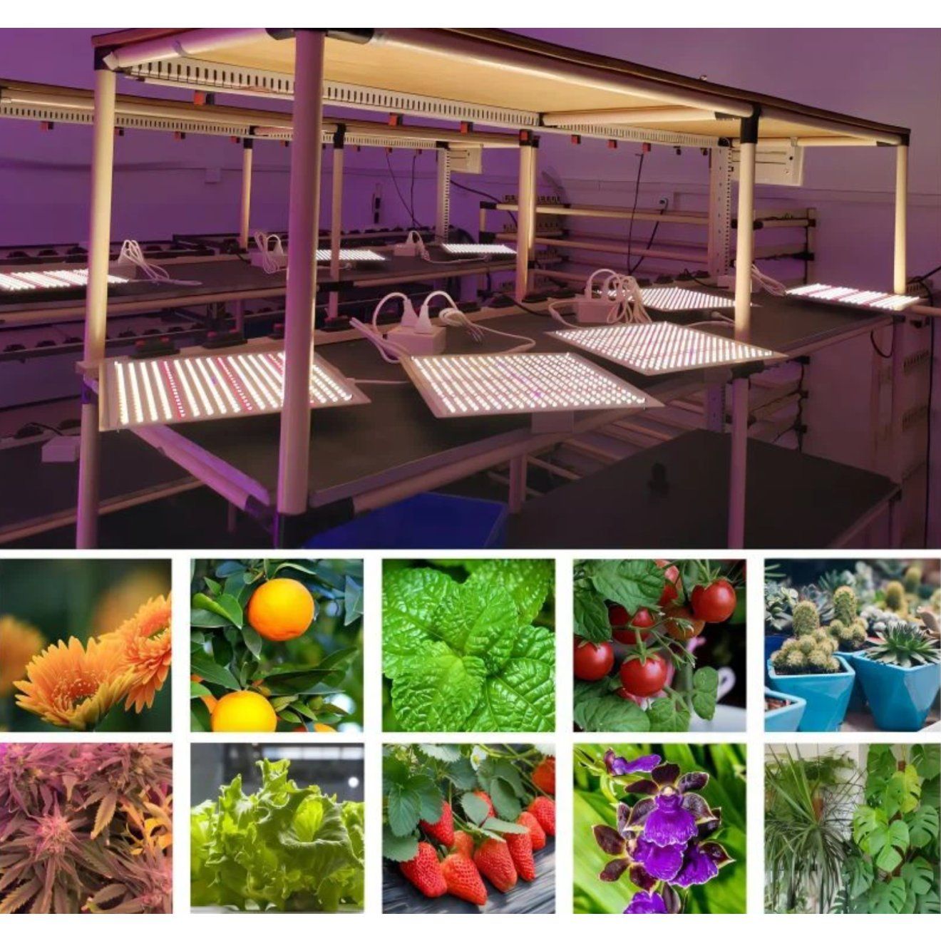 Lampen: Peralux QDB-JT400 Quantum Board LED Grow Light Panel 400 Wat – Neu und originalverpackt aus Rietheim von PeraLux 4