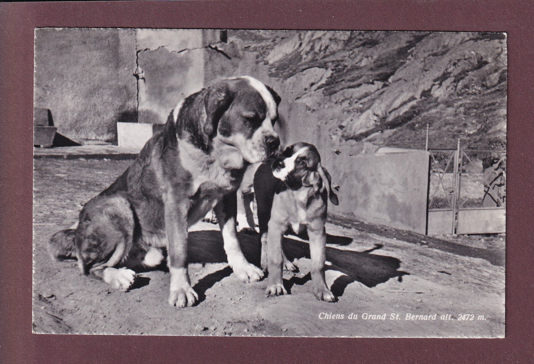 Cartes postales: GRAND-SAINT-BERNARD - Chiens – D'occasion à Pully par nicecards