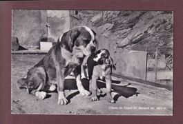 GRAND-SAINT-BERNARD - Chiens