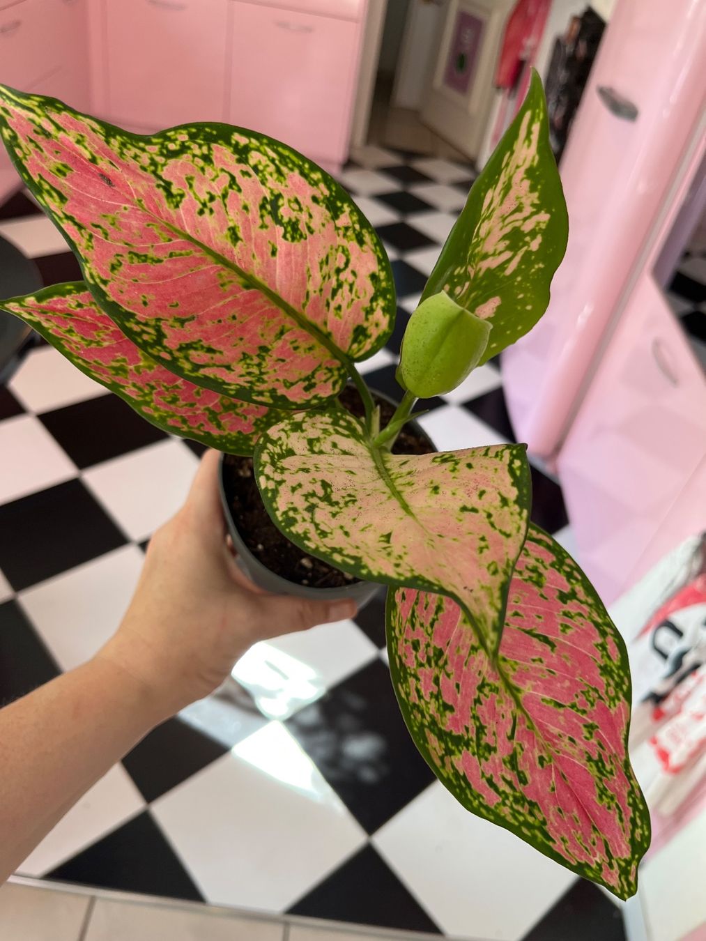 Piante & sementi: Aglaonema plante d’intérieur – Usato da Porrentruy venduto da Madamebovary