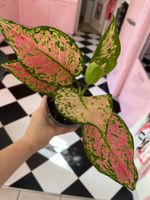 Aglaonema plante d’intérieur