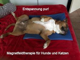 ! ! ! Jetzt 70% Rabatt! ! ! Magnetkissen für Mensch und Tier