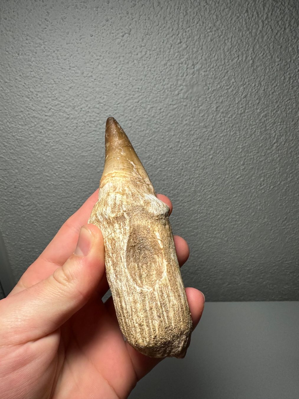 Fossili: Grosser Mosasaurus Zahn inkl. Wurzel – Usato da Lutzenberg venduto da CS65 7