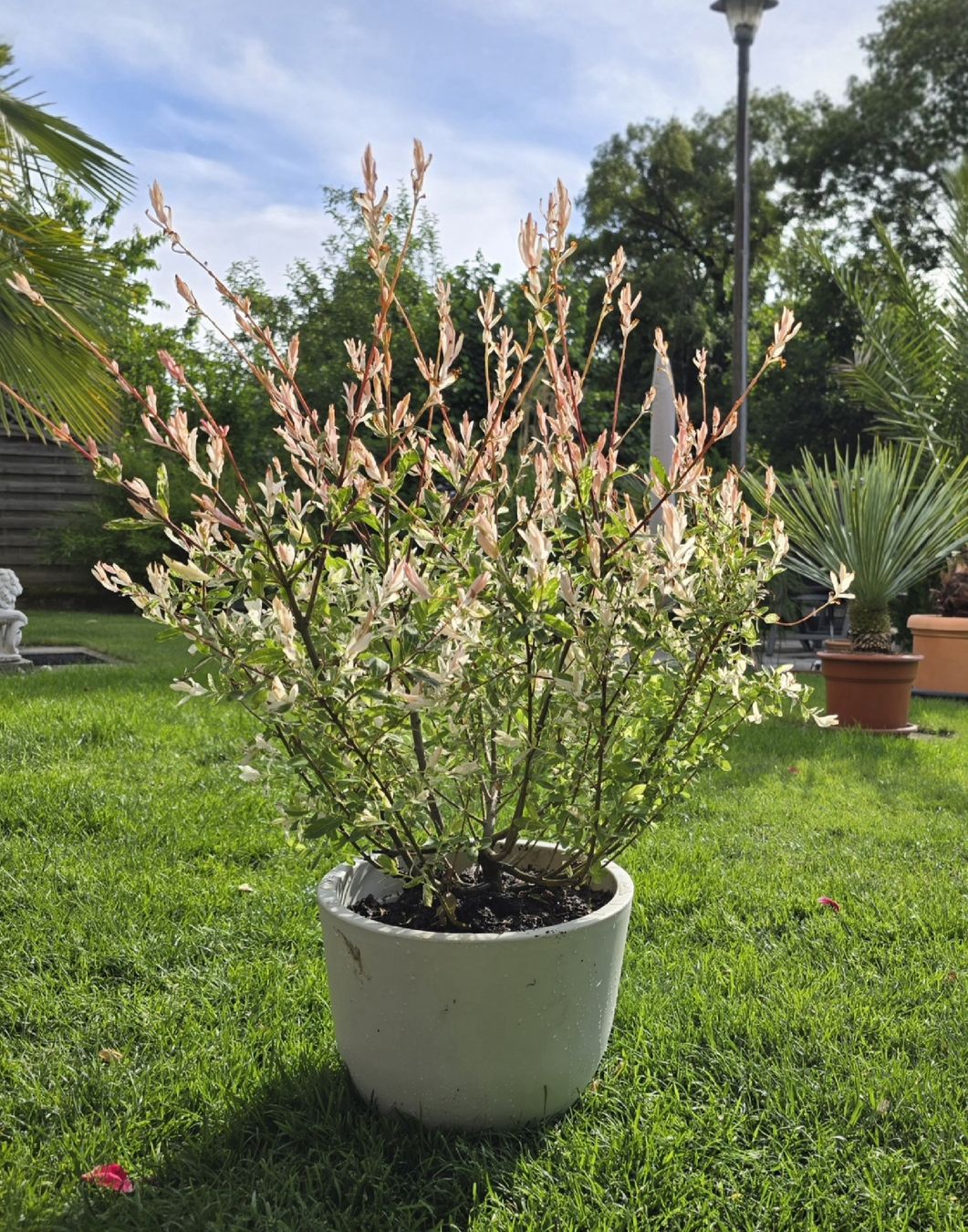 Pflanzen & Samen: Wunderschöne Salix integra Hakuro Nishiki – Neu (gemäss Beschreibung) aus Aarburg von popkorn65 5