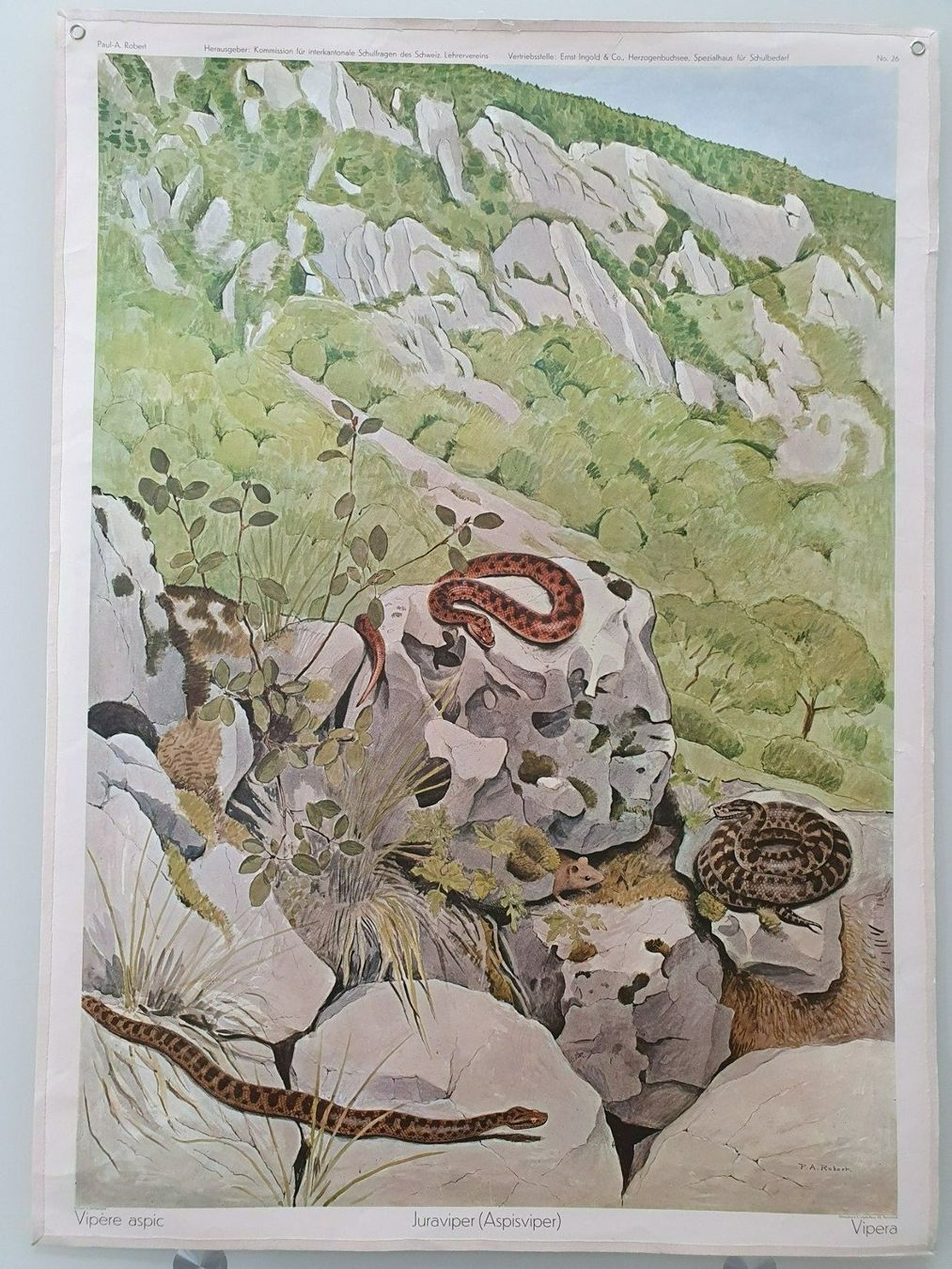 Poster & Bilder: Schulwandbild Nr. 26 Juraviper – Gebraucht aus Fribourg von YannDuc