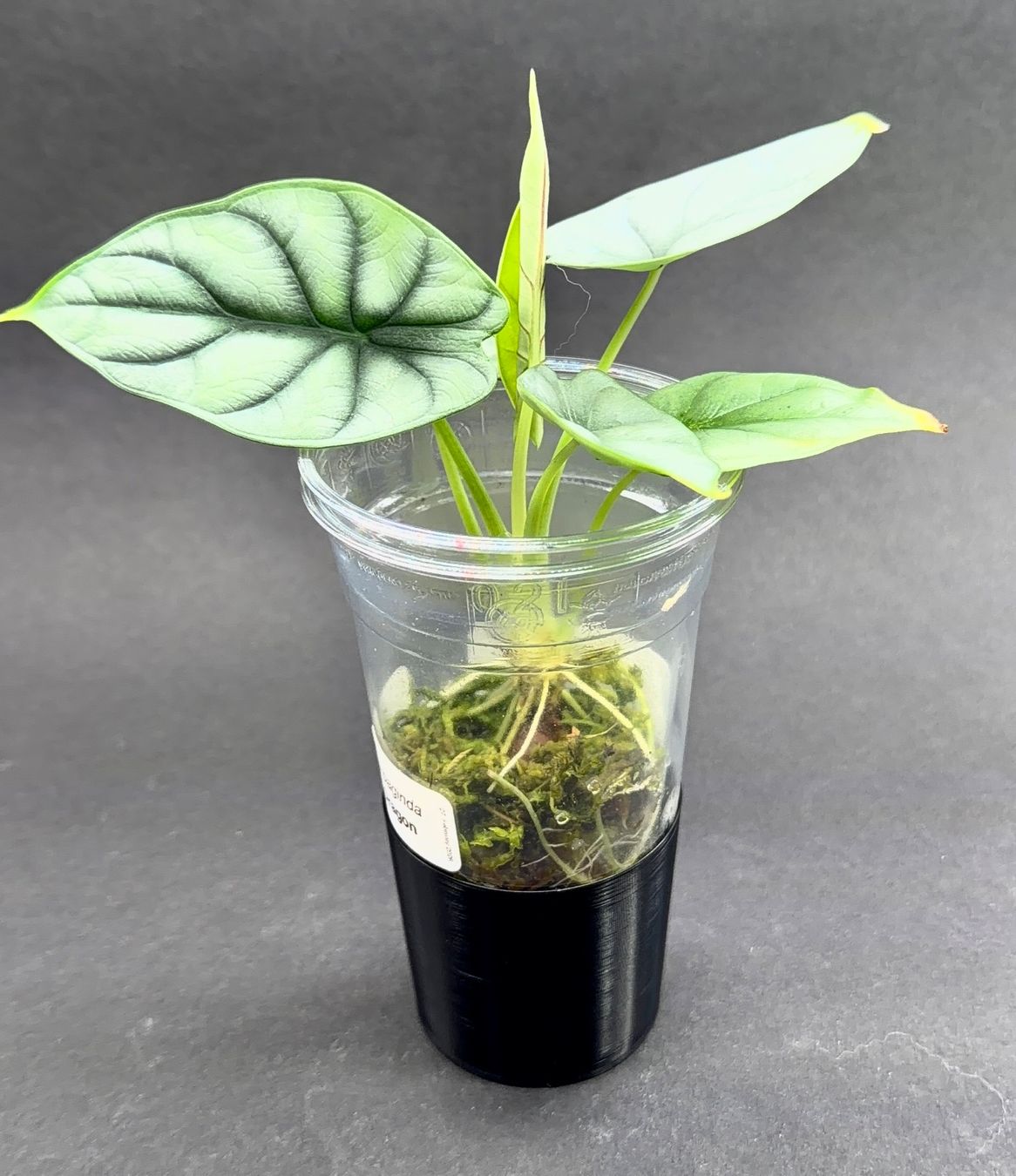 Piante & sementi: 🌿 Alocasia 'Silver Dragon' #1 – Usato da Zürich venduto da jpquast