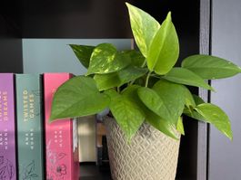 Epipremnum aureum 'Golden' / Golden Pothos