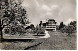 Gouglera  1954