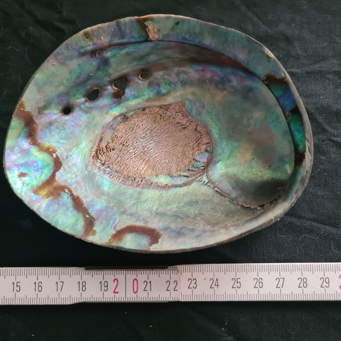 Fossilien: Abalohne, Seeohrschnecke, 2Stk – Gebraucht aus Zuzwil SG von mko_6m7z 2