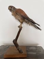 Präparat Falke