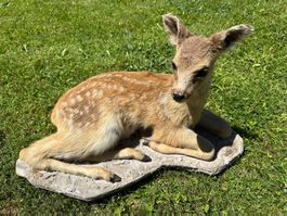 Präpariertes Rehkitze mit Flecken, ideal als Deko 🦌