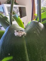 Silber Perle Ring mit Retro-Charme