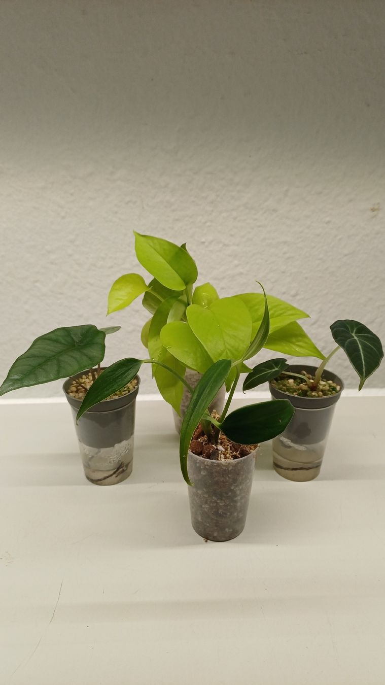 Plantes & graines: Monstera – D'occasion à Bern par uwi_8t7x 4
