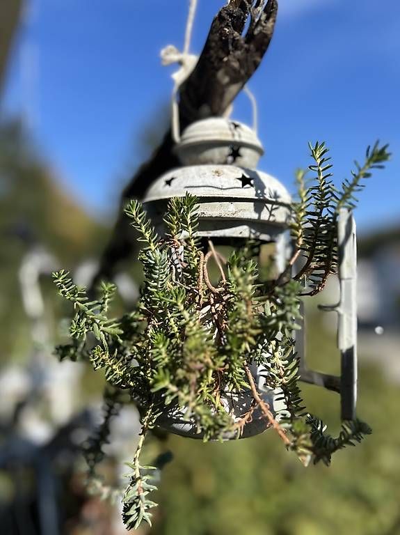 Lanternes: Bepflanzte Laterne  – Neuf avec emballage d'origine à Frauenfeld par Irene.Schuppli