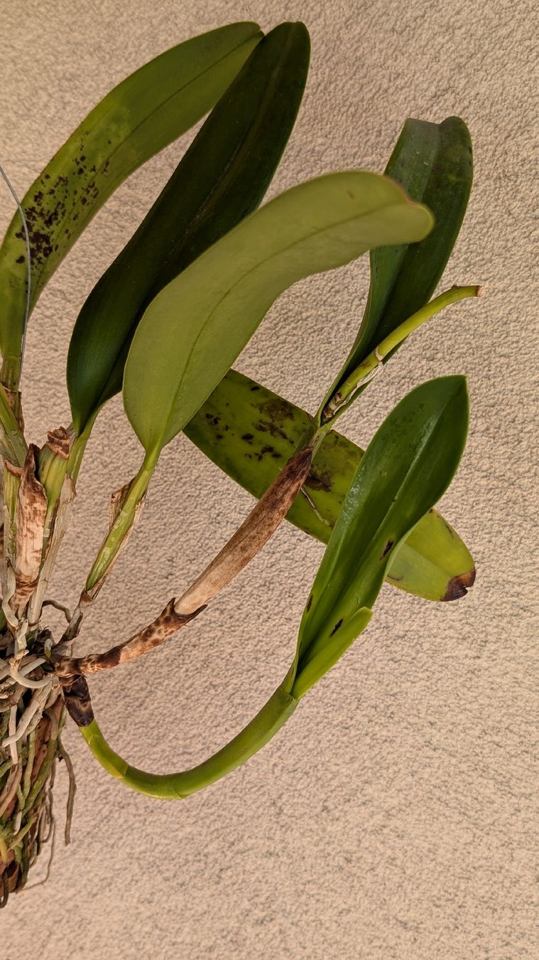 Piante & sementi: Cattleya Amazing Thailand Orchidee – Usato da Untervaz venduto da Lyraia 1