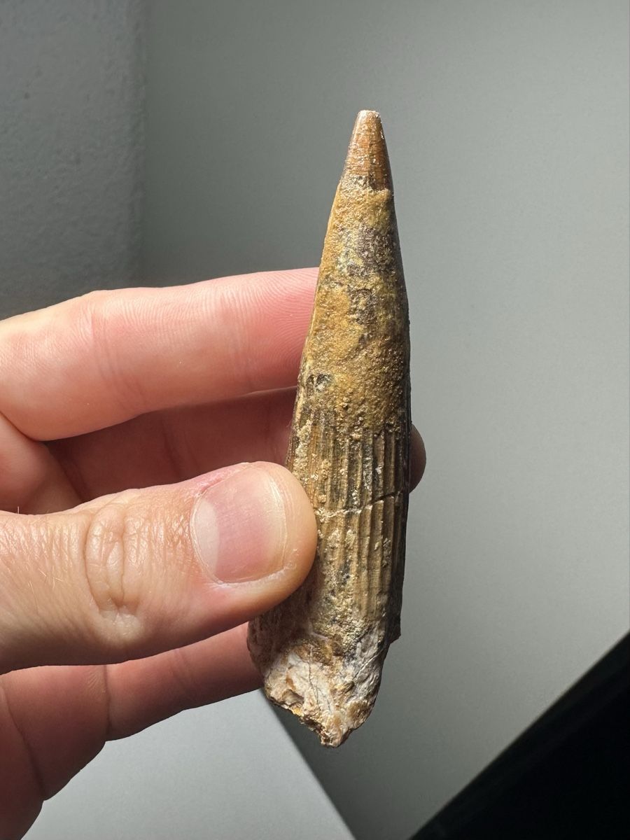Fossili: Fossiler Spinosaurus aegyptiacus Zahn – Usato da Lutzenberg venduto da CS65 6